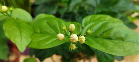 茉莉花象徵|茉莉花的象征意义